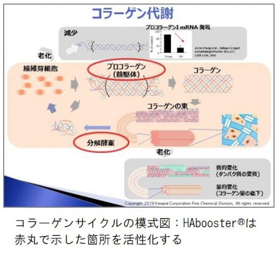 キユーピー Ifscc中間大会で新開発の機能性ヒアルロン酸について発表 日本経済新聞