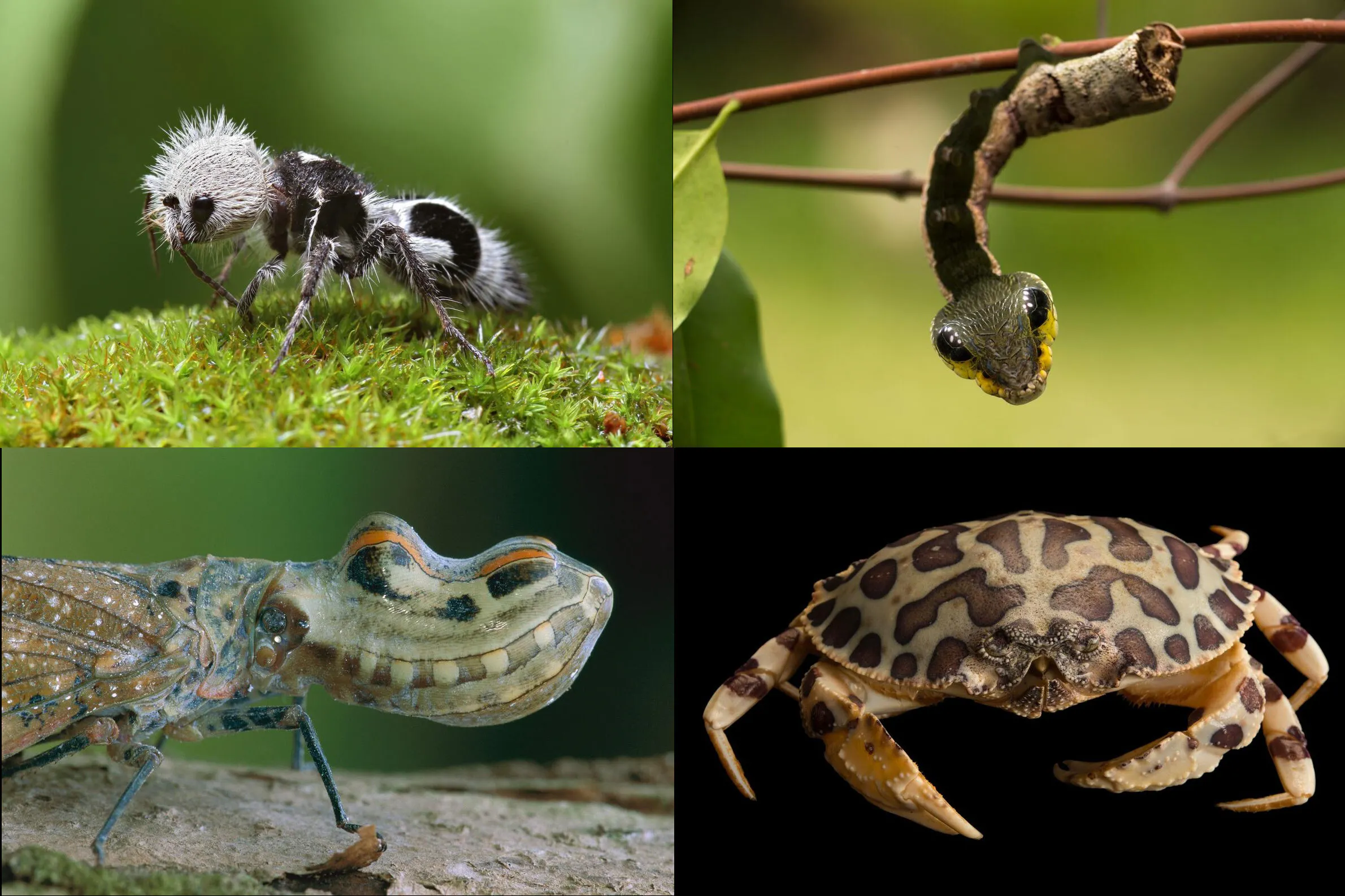ヘビなのワニなの それパンダ 生物の似せる生存戦略 Nikkei Style ヘビなのワニなの それパンダ 生物の似せる生存戦略 Nikkei Style