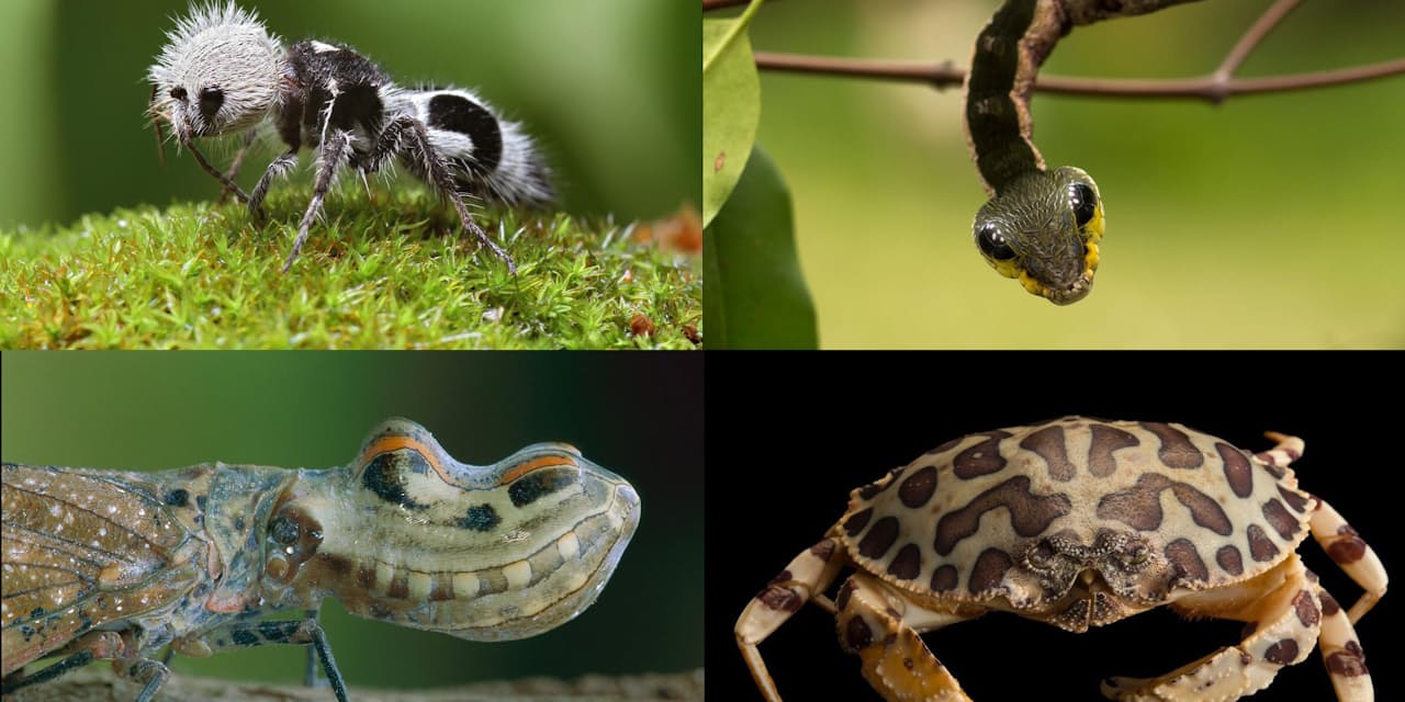 ヘビなのワニなの それパンダ 生物の似せる生存戦略 ナショジオ Nikkei Style