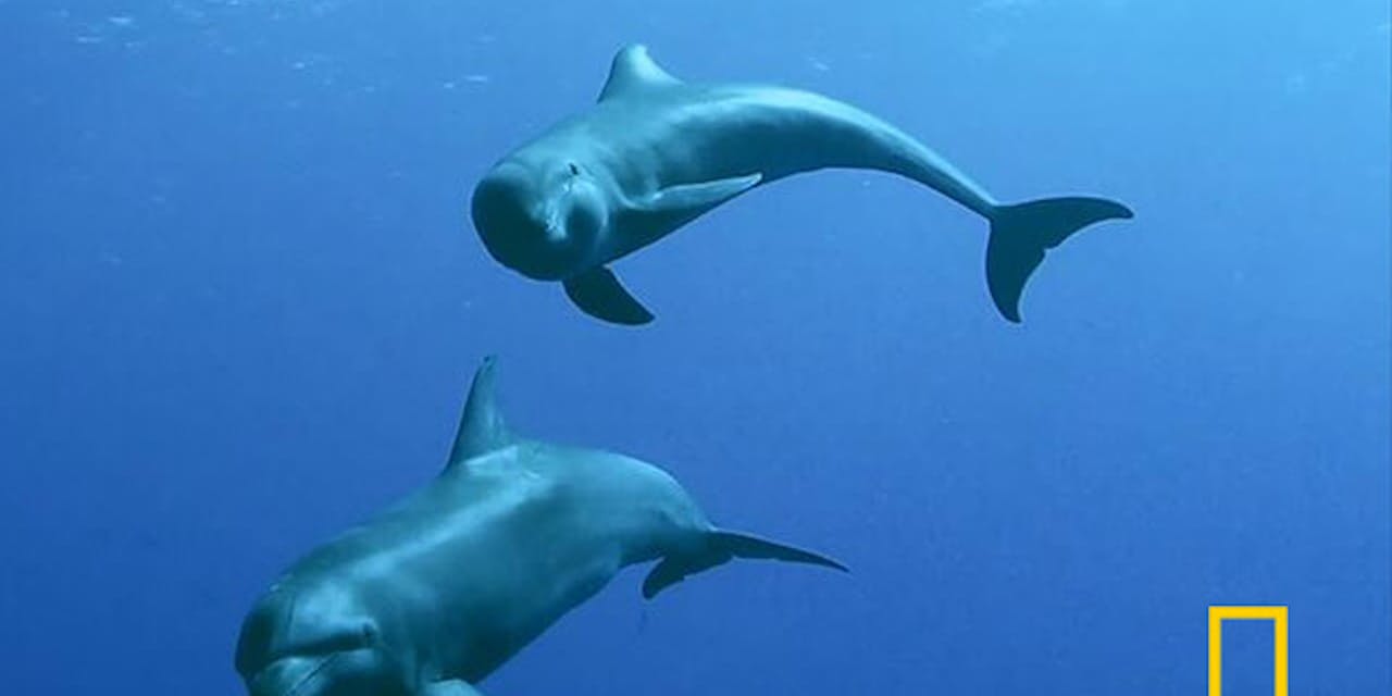 野生のイルカが赤ちゃんクジラを3年間子育て 授乳も ナショジオ Nikkei Style