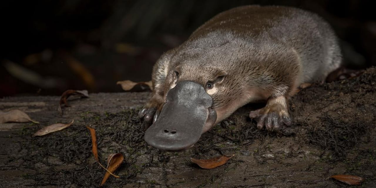 愛らしいカモノハシが急減 初の本格調査で判明 Nikkei Style