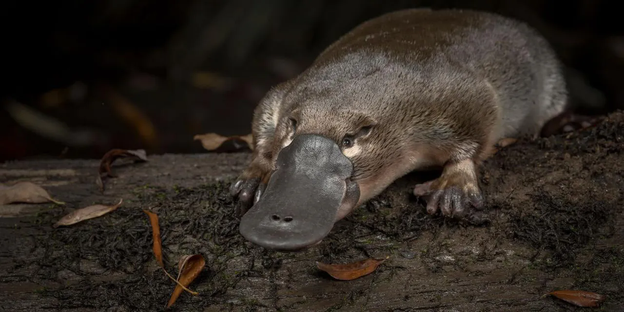 愛らしいカモノハシが急減 初の本格調査で判明 Nikkei Style 愛らしいカモノハシが急減 初の本格調査で判明 Nikkei Style