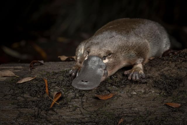 毛皮目当ての乱獲 愛らしいカモノハシが急減 初の本格調査で判明 Nikkei Style 毛皮目当ての乱獲 愛らしいカモノハシが急減 初の本格調査で判明 Nikkei Style