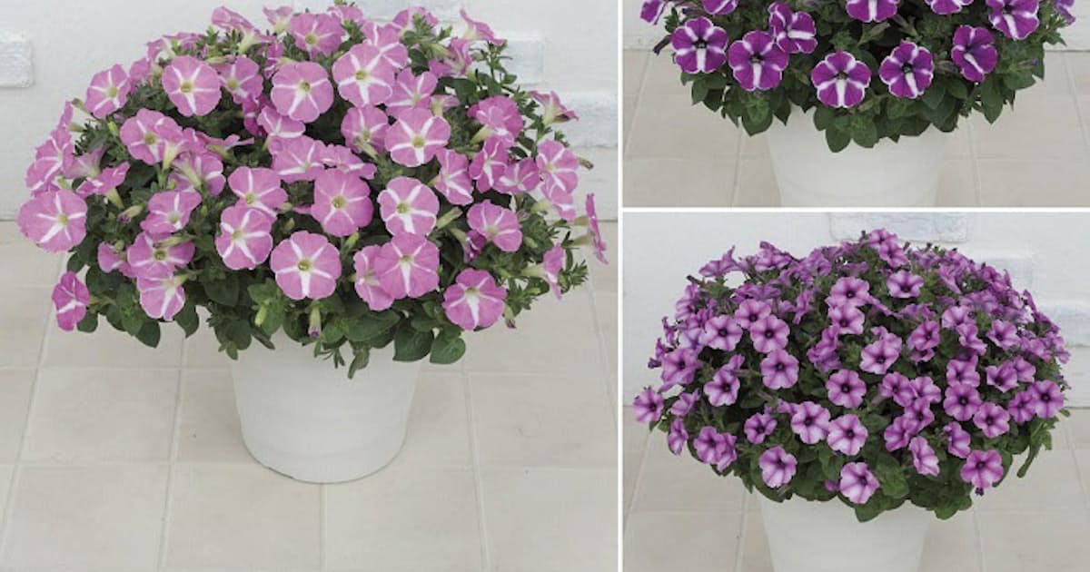 サカタのタネ ペチュニア カラーワークス の苗を限定販売 日本経済新聞 サカタのタネ ペチュニア カラーワークス の苗を限定販売 日本経済新聞