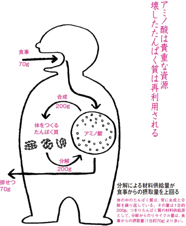 体の中の 生ゴミ 再生システムで たんぱく質をリサイクル Nikkei Style 体の中の 生ゴミ 再生システムで たんぱく質をリサイクル Nikkei Style