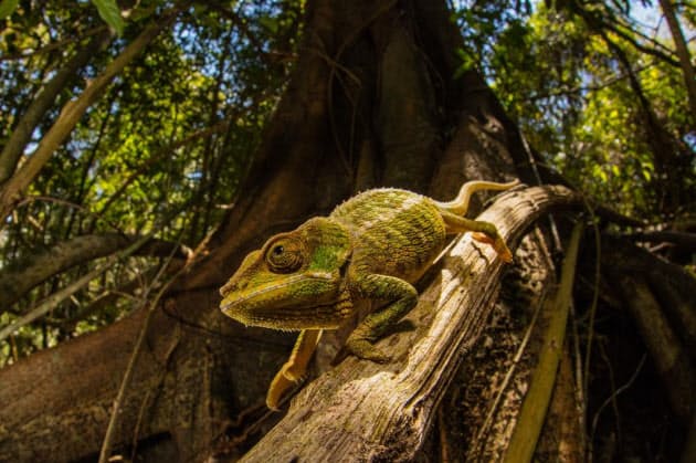 光で色が変わる新素材 カメレオンの原理で開発 Nikkei Style 光で色が変わる新素材 カメレオンの原理で開発 Nikkei Style