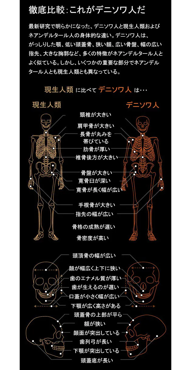 ネアンデルタール人に似ているが 謎の古代人類 デニソワ人の骨格をdnaから復元 Nikkei Style ネアンデルタール人に似ているが 謎の古代人類 デニソワ人の骨格をdnaから復元 Nikkei Style