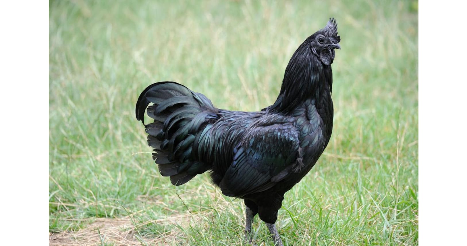 骨や肉まで真っ黒なニワトリ ここまで黒いのはなぜ ナショジオ Nikkei Style