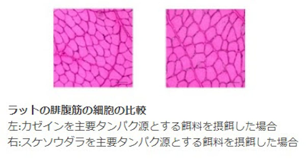 日本水産 スケソウダラタンパク質研究会での5件の研究成果を日本アミノ酸学会で発表 日本経済新聞 日本水産 スケソウダラタンパク質研究会での5件の研究成果を日本アミノ酸学会で発表 日本経済新聞