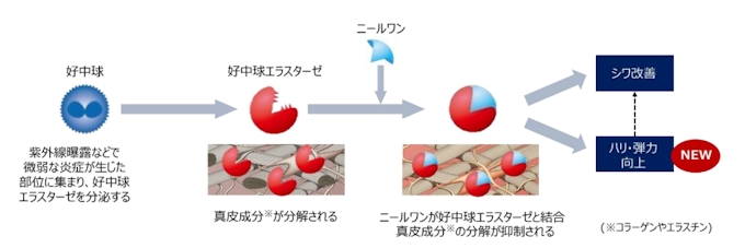ポーラ化成 シワ改善 医薬部外品第一号の有効成分 Nei L1 が皮膚の弾力改善にも効果を発揮することを確認 日本経済新聞