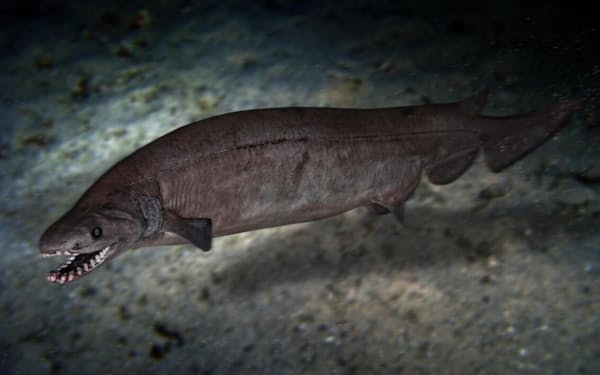 新たに発見された化石から、フェボダスという古代のサメは現代のサメであるラブカと同様、ウナギのような体を持っていたことがわかった。写真はポルトガル沖で撮影されたラブカ（PHOTOGRAPH BY PAULO OLIVERIA, ALAMY STOCK PHOTO）