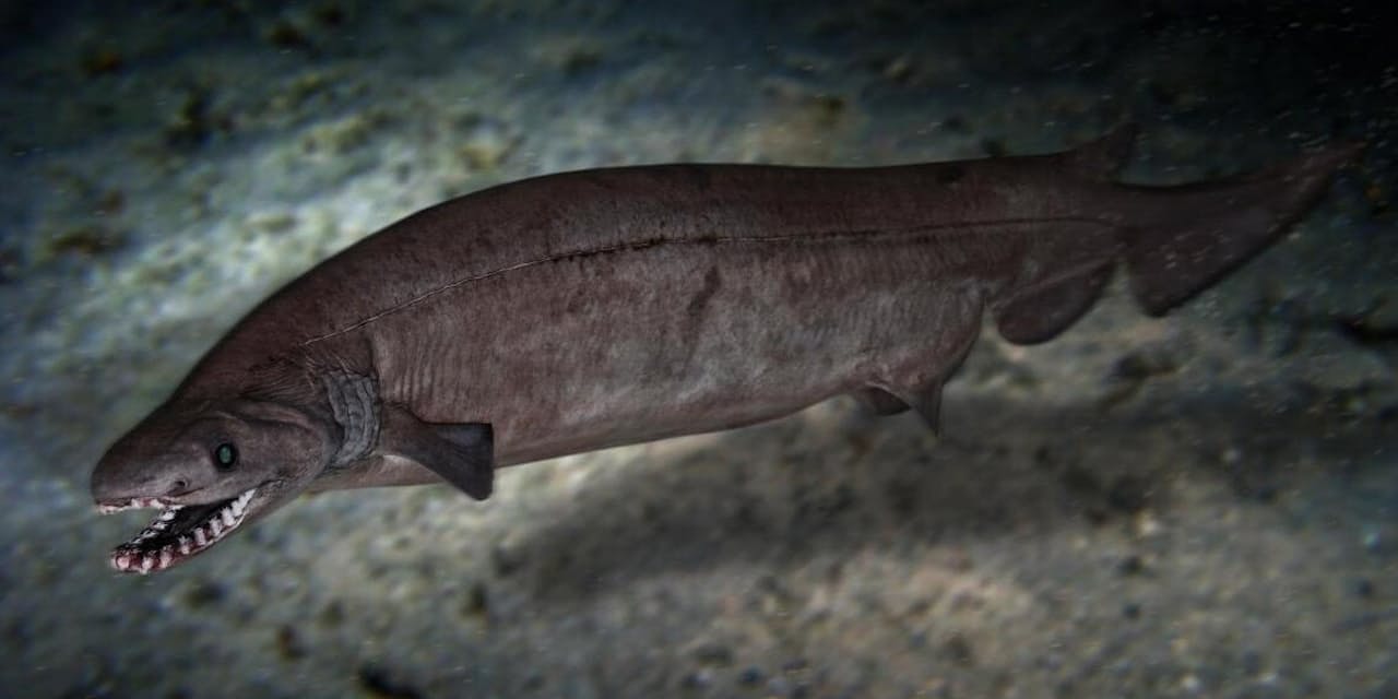 発見 古代サメの全身化石 異形の深海魚と重なる姿 Nikkei Style 発見 古代サメの全身化石 異形の深海魚と重なる姿 Nikkei Style