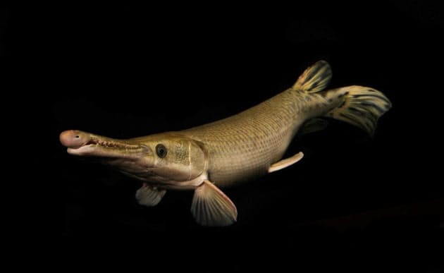 今も深海に潜んでいるのか 発見 古代サメの全身化石 異形の深海魚と重なる姿 Nikkei Style 今も深海に潜んでいるのか 発見 古代サメの全身化石 異形の深海魚と重なる姿 Nikkei Style
