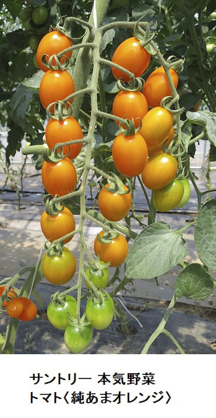 サントリーフラワーズ サントリー 本気野菜 から 本気野菜 トマト 純あまオレンジ を発売 日本経済新聞 サントリーフラワーズ サントリー 本気野菜 から 本気野菜 トマト 純あまオレンジ を発売 日本経済新聞