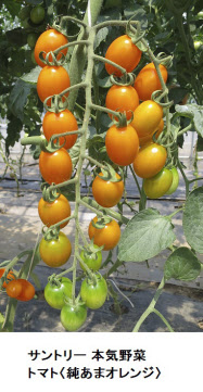 サントリーフラワーズ サントリー 本気野菜 から 本気野菜 トマト 純あまオレンジ を発売 日本経済新聞 サントリーフラワーズ サントリー 本気野菜 から 本気野菜 トマト 純あまオレンジ を発売 日本経済新聞
