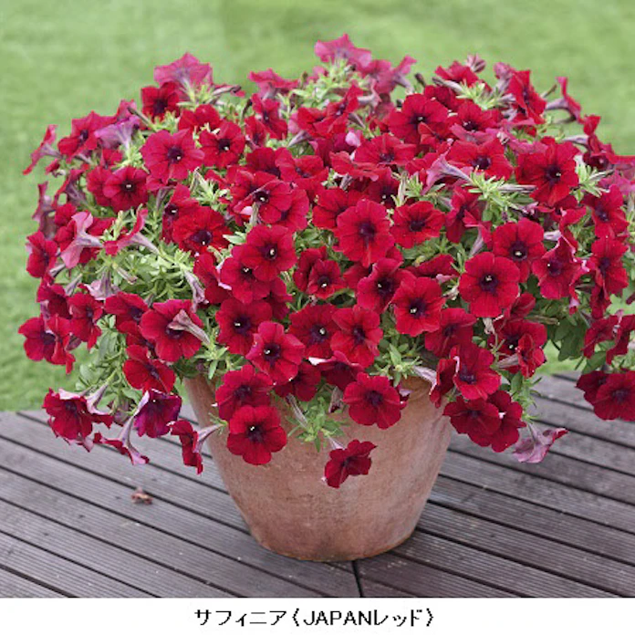 サントリーフラワーズ 年春 夏シーズンの花苗34ブランド154色を発売 日本経済新聞 サントリーフラワーズ 年春 夏シーズンの花苗34ブランド154色を発売 日本経済新聞
