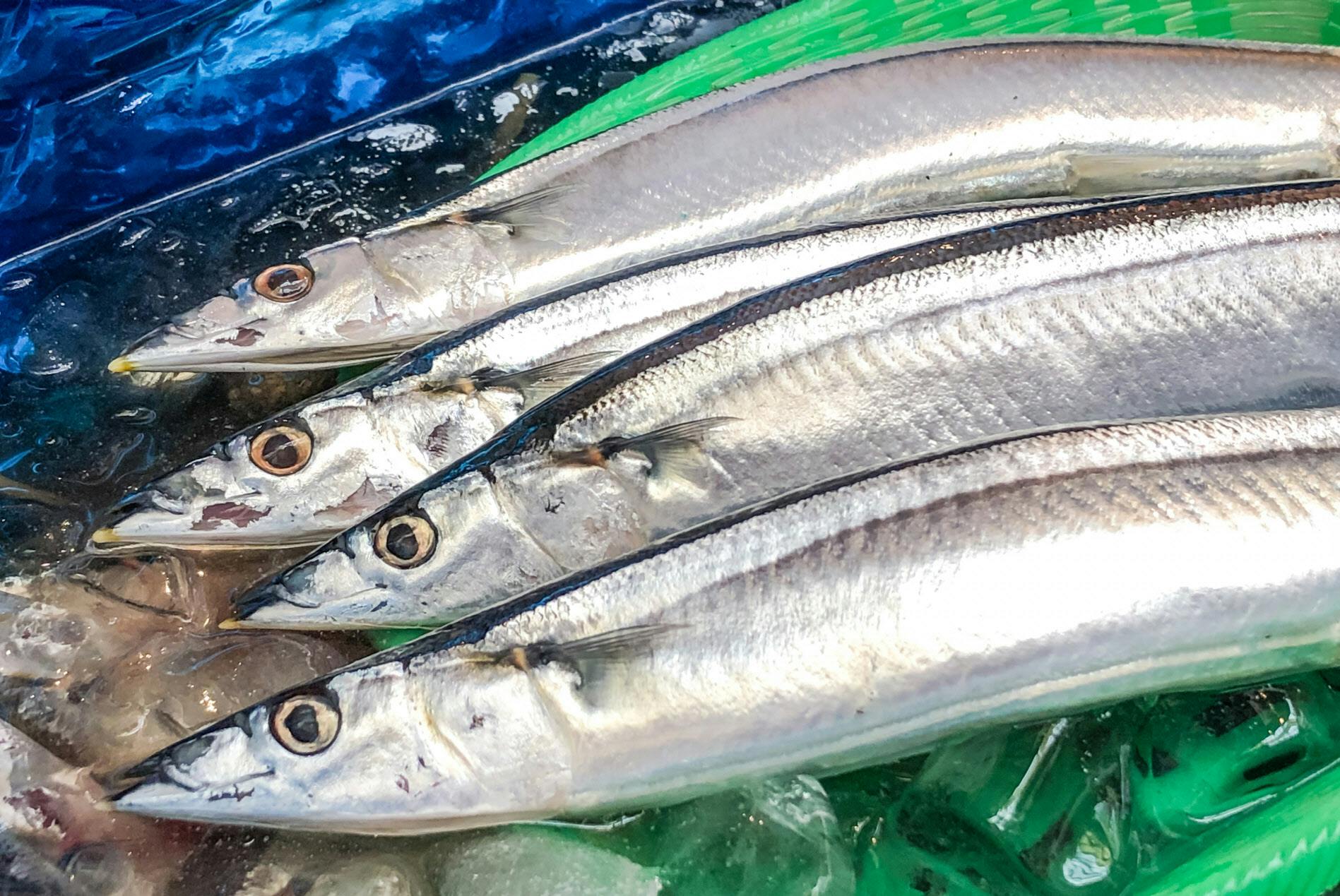 今や高級魚 サンマを塩でさらにおいしく食べる極意 Nikkei Style 今や高級魚 サンマを塩でさらにおいしく食べる極意 Nikkei Style