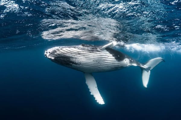 クジラの胃に100キロのごみ なぜプラスチック食べる Nikkei Style クジラの胃に100キロのごみ なぜプラスチック食べる Nikkei Style