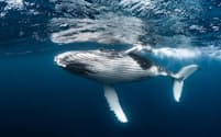 ザトウクジラは大気中の二酸化炭素を取り込み、死んだ後は海底に沈んで炭素を隔離する。クジラ1頭の経済的価値は、生涯で数百万ドルに上る可能性がある（PHOTOGRAPH BY GREG LECOEUR, NAT GEO IMAGE COLLECTION）