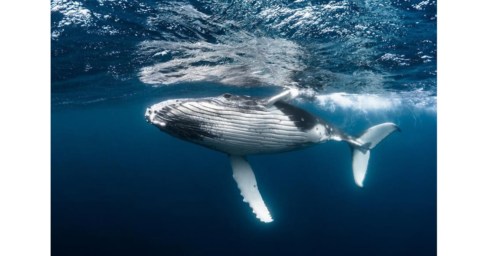 クジラ1頭に2億円の経済効果 Imfの学者が試算 ナショジオ Nikkei Style