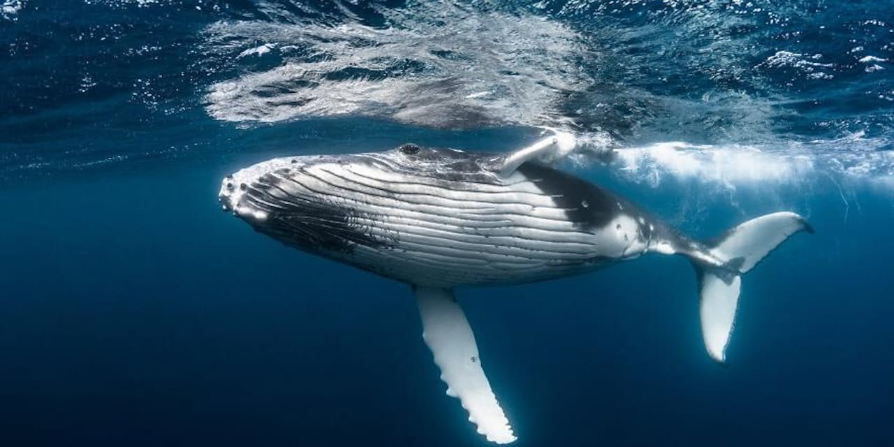 クジラ1頭に2億円の経済効果 Imfの学者が試算 Nikkei Style クジラ1頭に2億円の経済効果 Imfの学者が試算 Nikkei Style