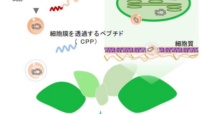 理研 2種類の機能性ペプチドを組み合わせてdnaを植物細胞の多様な色素体に導入を確認 日本経済新聞