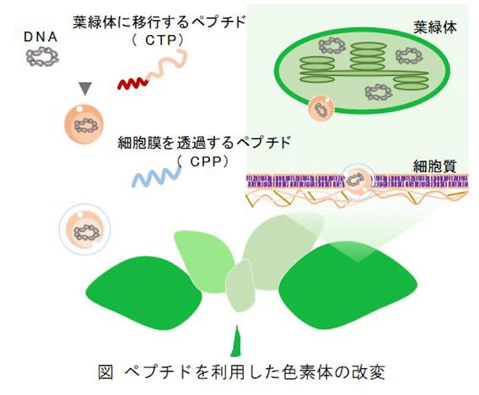 理研 2種類の機能性ペプチドを組み合わせてdnaを植物細胞の多様な色素体に導入を確認 日本経済新聞