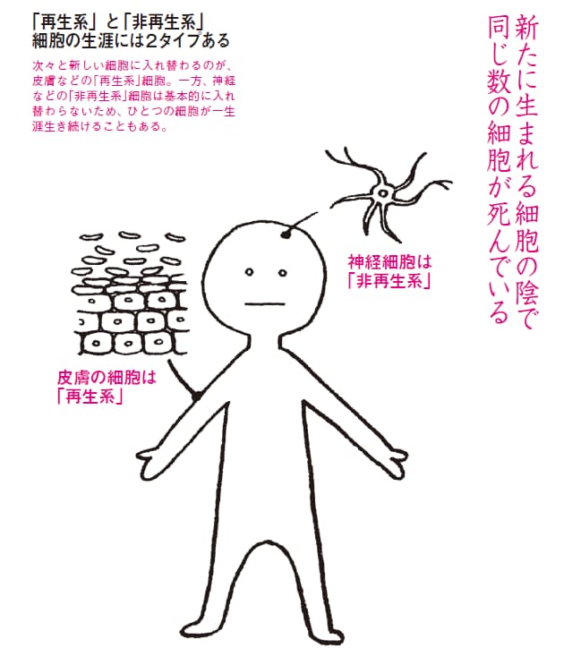 細胞が きれいな死に方 を選ぶとき Nikkei Style