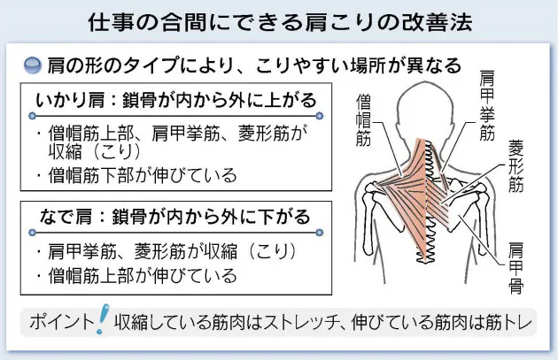 いかり肩 なで肩 タイプ別の肩こり改善筋トレ Nikkei Style