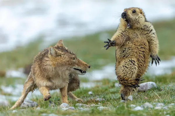 海抜60m 哺乳類で世界一高い場所にすむネズミ Nikkei Style 海抜60m 哺乳類で世界一高い場所にすむネズミ Nikkei Style