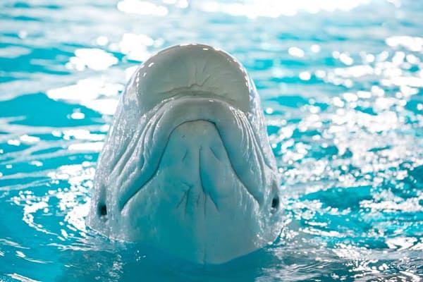 イルカが言葉を覚えた 音 モノ 文字の関連を理解 Nikkei Style イルカが言葉を覚えた 音 モノ 文字の関連を理解 Nikkei Style