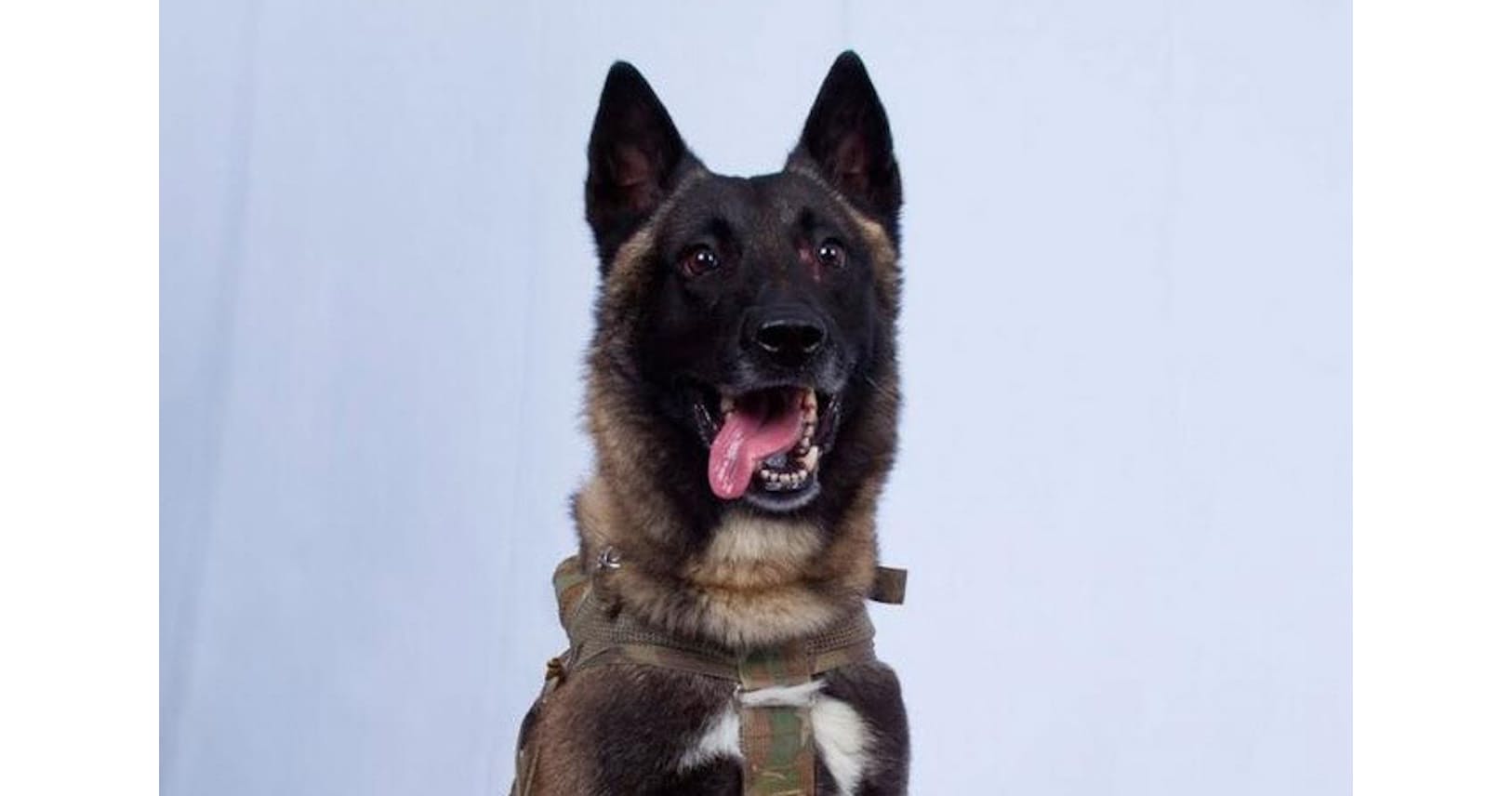 兵士と生涯を共にする軍用犬 Is指導者追い詰め脚光 Nikkei Style 兵士と生涯を共にする軍用犬 Is指導者追い詰め脚光 Nikkei Style