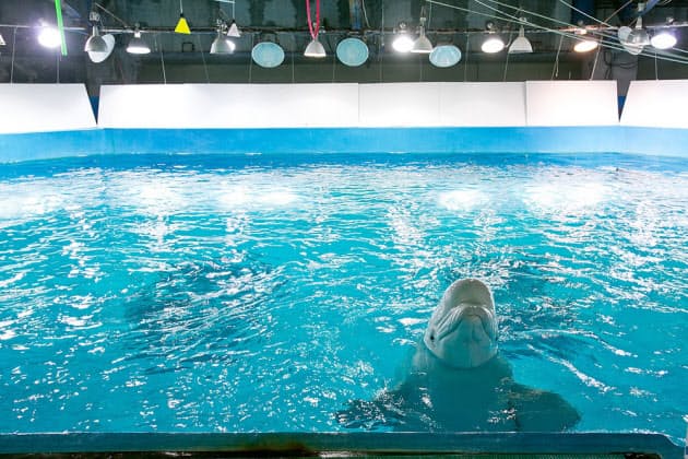 イルカが言葉を覚えた 音 モノ 文字の関連を理解 Nikkei Style イルカが言葉を覚えた 音 モノ 文字の関連を理解 Nikkei Style