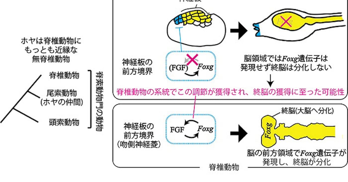 京大 大脳の進化的起源に関わる機構をホヤで解明 日本経済新聞 京大 大脳の進化的起源に関わる機構をホヤで解明 日本経済新聞