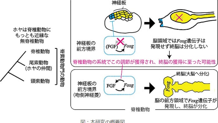 京大 大脳の進化的起源に関わる機構をホヤで解明 日本経済新聞 京大 大脳の進化的起源に関わる機構をホヤで解明 日本経済新聞