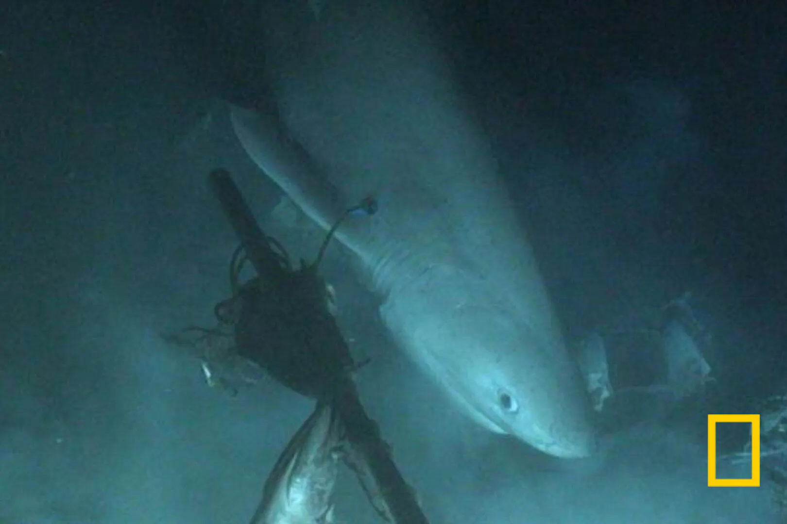 謎多き大型深海ザメの生態探れ 潜水艇でタグ装着成功 Nikkei Style 謎多き大型深海ザメの生態探れ 潜水艇でタグ装着成功 Nikkei Style