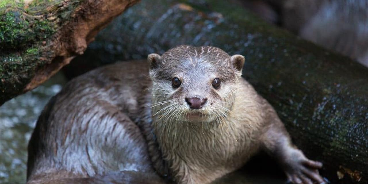 ペットにしていいのか カワウソ人気で密猟が横行 ナショジオ Nikkei Style