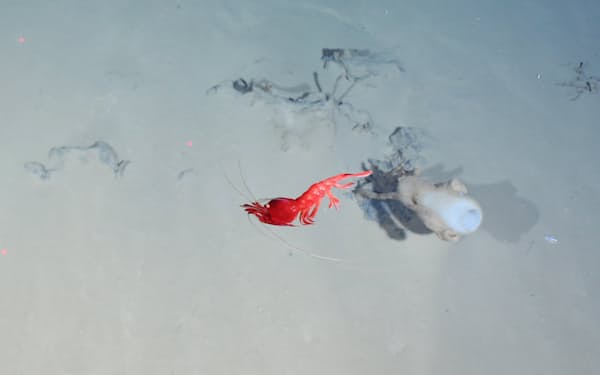 オーロラ熱水噴出孔フィールドで見つかったガラス海綿と、その上を泳ぐ赤いエビ（PHOTOGRAPH BY OFOBS, AWI TEAM）