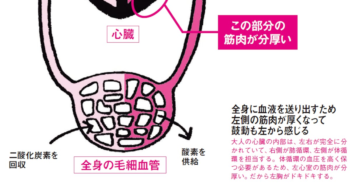 実は中央にある心臓 左胸がドキドキする理由 日本経済新聞 実は中央にある心臓 左胸がドキドキする理由 日本経済新聞