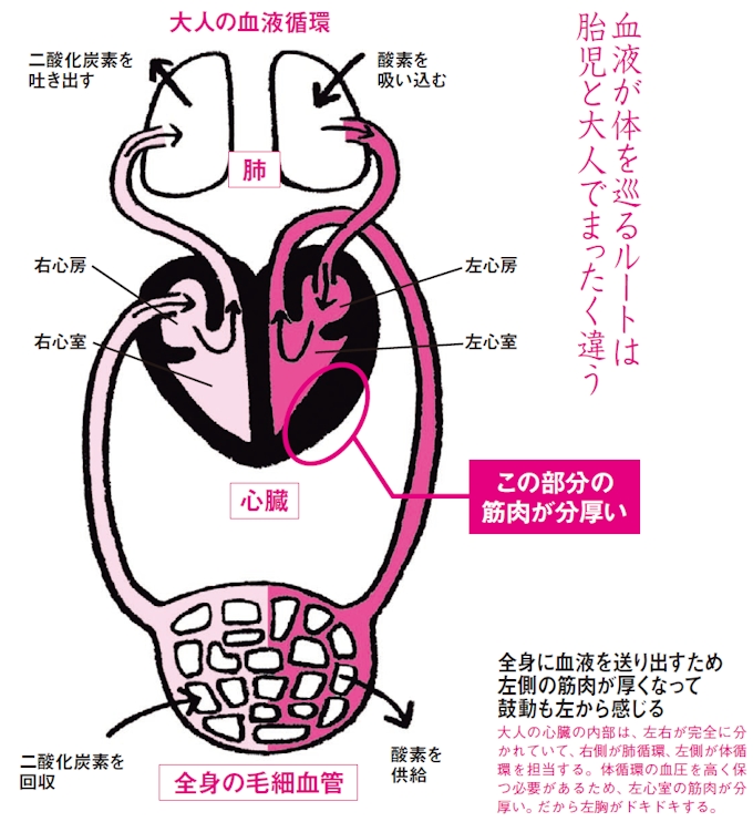 実は中央にある心臓 左胸がドキドキする理由 日本経済新聞 実は中央にある心臓 左胸がドキドキする理由 日本経済新聞