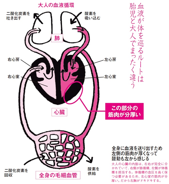 実は中央にある心臓 左胸がドキドキする理由 日本経済新聞 実は中央にある心臓 左胸がドキドキする理由 日本経済新聞