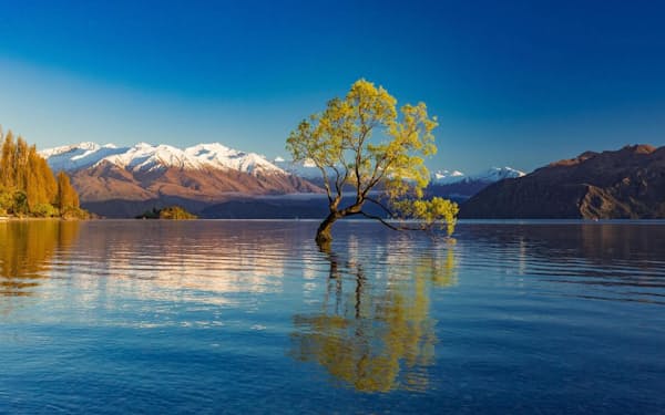 「ワナカ湖の孤独な木」（ニュージーランド、ワナカ）
まるで湖の底から生えてきたようなヤナギの木。マウント・アスパイアリング国立公園の端に位置するワナカ湖を訪れた人は、必ずこの孤独な木に目を奪われる（PHOTOGRAPH BY MARTIN VALIGURSKY, ALAMY）