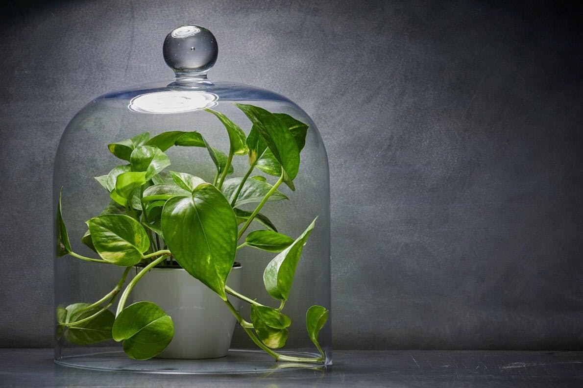 観葉植物で部屋の空気きれいに 実はなりません Nikkei Style 観葉植物で部屋の空気きれいに 実はなりません Nikkei Style