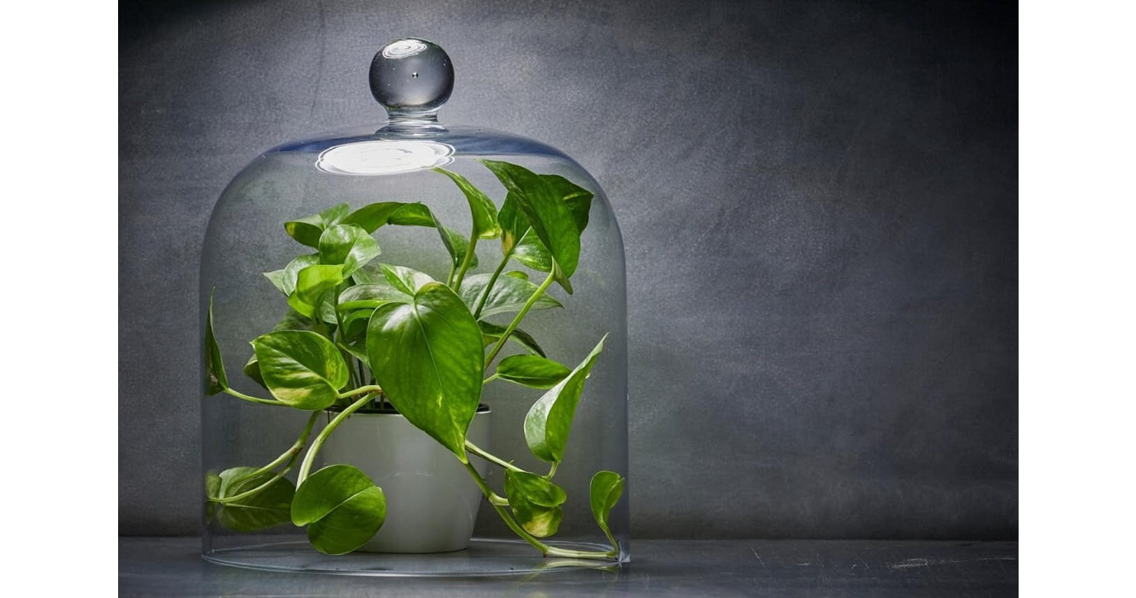 観葉植物で部屋の空気きれいに 実はなりません Nikkei Style 観葉植物で部屋の空気きれいに 実はなりません Nikkei Style