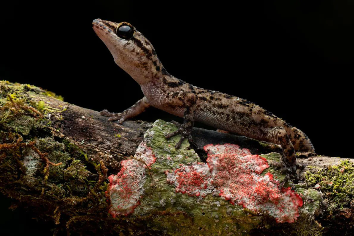 爬虫類の宝庫ガラパゴス 3つの新種ヤモリを発見 Nikkei Style 爬虫類の宝庫ガラパゴス 3つの新種ヤモリを発見 Nikkei Style