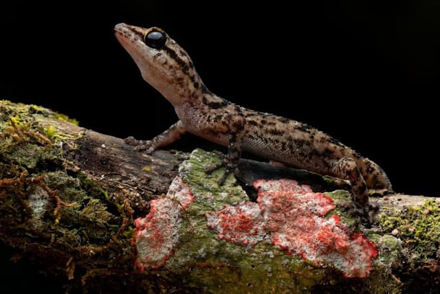 爬虫類の宝庫ガラパゴス 3つの新種ヤモリを発見 ナショジオ Nikkei Style