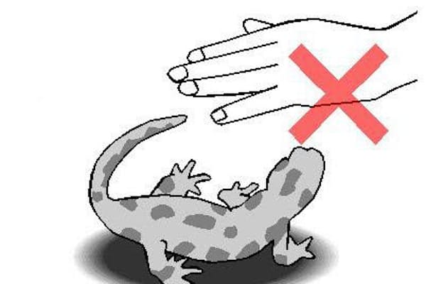 愛犬が教えてくれた 犬が草を食べるワケ Nikkei Style 愛犬が教えてくれた 犬が草を食べるワケ Nikkei Style