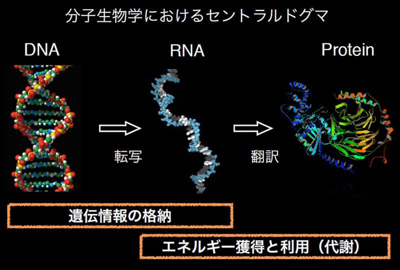 宇宙生物学って何 生命の起源や未来さぐる旅へ出発 Nikkei Style 宇宙生物学って何 生命の起源や未来さぐる旅へ出発 Nikkei Style