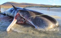 2019年11月、英スコットランド、ハリス島の砂浜で死んでいるのが発見された若いマッコウクジラ。解剖の結果、胃から100キロものごみの塊が見つかった（PHOTOGRAPH BY SCOTTISH MARINE ANIMAL STRANDING SCHEME）