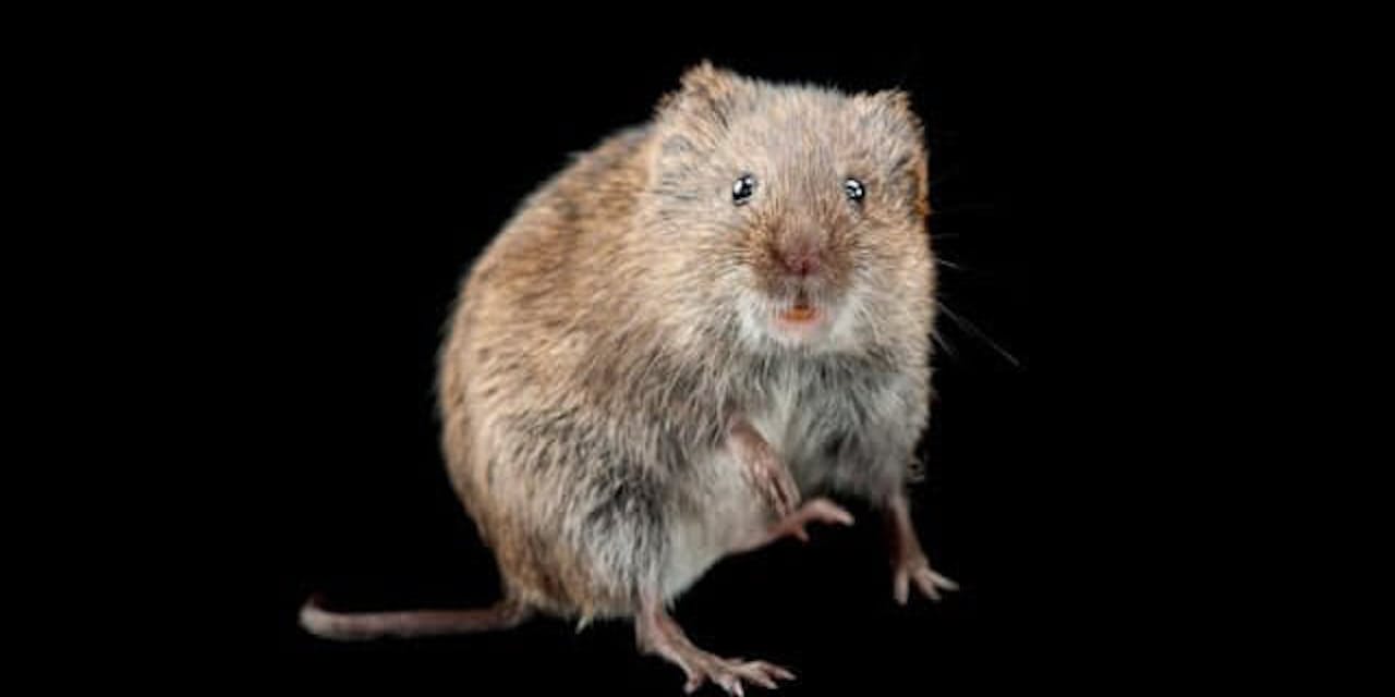 どれだけ知ってる ナショジオで学ぶネズミトリビア Nikkei Style どれだけ知ってる ナショジオで学ぶネズミトリビア Nikkei Style